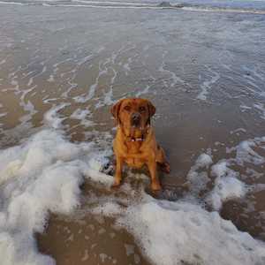 Begeleiding met honden