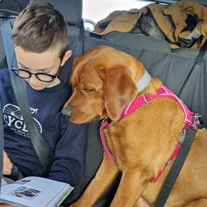 Begeleiding met honden