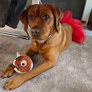 Begeleiding met honden